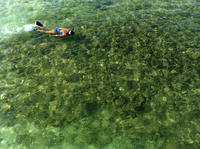 ケアラケクア湾シュノーケリング ツアー、ホナウナウ湾のオプション付き ケアラケクア湾シュノーケリング ツアー、ホナウナウ湾のオプション付き