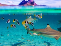 Croisière d'Une journée complète dans le lagon de Bora Bora with plongée libre with les requins et les raies