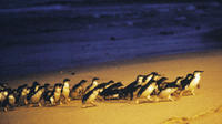 Phillip Island Multi-Day Tour de Melbourne avec mises à niveau de l'hébergement en option
