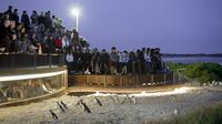 メルボルン発ペンギン プラス席付きフィリップ島と野生動物見学小グループ日帰り旅行 メルボルン発ペンギン プラス席付きフィリップ島と野生動物見学小グループ日帰り旅行
