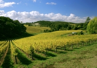 Tour de McLaren Vale et Glenelg with dégustations de vins au départ d'Adélaïde