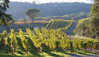 Visite de vignobles dans la Vallée de Napa au départ de San Francisco