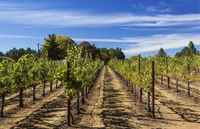 Visite Œnologique de Napa et Sonoma au départ de San Francisco
