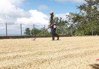 Café Las Flores Coffee Plantation Tour from Managua 