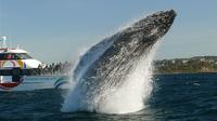 Sydney Whale-Watching Cruise from Circular Quay or Darling Harbour