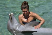 Rencontre avec les dauphins UA Moorea Dolpin Centre