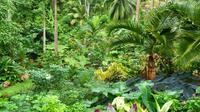 Barbados Half-Day Garden Tour