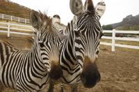 Family Safari and Wine Tasting in Malibu