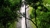 Rainforest Waterfall Excursion