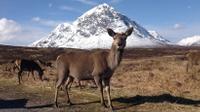 Glencoe, Loch Ness and The Highlands Tour from Edinburgh 