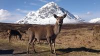 Visite de Glencoe, du Loch Ness et des Highlands au départ d'Édimbourg