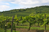 Excursion d une journée Dans la région viticole de Tokaj au départ de Budapest