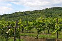 Tokaj Wine Country Day Trip from Budapest