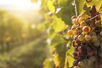 Visite privée: excursion d une journée Dans la région viticole de Tokaj au départ de Budapest