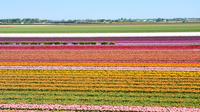 Keukenhof y Flowerfields, Volendam y Zaanse Schans en grupo pequeño Keukenhof y Flowerfields, Volendam y Zaanse Schans en grupo pequeño