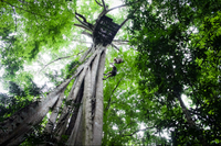 Aventure tyrolienne en canopée dans la forêt tropicale de Chiang Mai