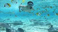 Bora Bora Snorkel Cruise with Shark and Stingray Feeding