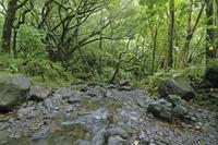 Excursion en petit groupe: Waimea Valley Hike and Swim de Poipu