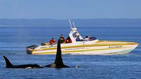 Crucero de avistamiento de ballenas y la fauna y flora de Victoria Crucero de avistamiento de ballenas y la fauna y flora de Victoria
