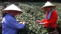 Private Full-Day Tea Culture Tour in Hangzhou from Shanghai