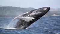 Samana Whale Watching Day Trip par Air De Punta Cana