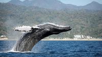 Whale Watching Day Trip From Punta Cana