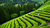 3-tägige Tour durch West-Korea von Seoul nach Busan 3-tägige Tour durch West-Korea von Seoul nach Busan