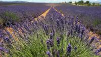 Full-journée en petit groupe Lavender Visite à Valensole, Moustiers Sainte Marie et du Verdon d'Aix-en-Provence