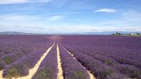 Demi-journée Valensole Lavender Tour de Aix-en-Provence