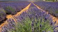 Small-Group Lavender Tour in the Luberon Villages of Lourmarin, Roussillon and Sault from Marseille