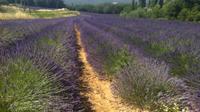 Small-Group Lavender Tour of Luberon Villages, Lourmarin, Roussillon and Sault from Aix-en-Provence 