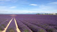 Small-Group Lavender tour of Valensole, Moustiers Sainte Marie and Verdon from Marseille