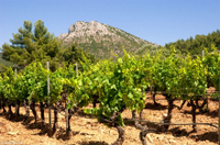 Tour de dégustation de vin provençal en petit groupe à Aix-en-Provence et Sainte Victoire au départ de Marseille
