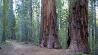 Giant Sequoia Grove Hike