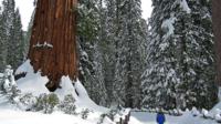 Giant Sequoia Grove Hike or Snowshoe