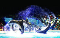 Spectacle des dauphins et des phoques au Delphinarium de Dubaï