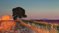 Full-Day Lavender Tour from Avignon