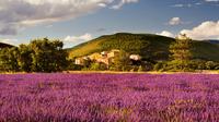 Lavender Fields Tour from Avignon