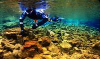 Buceo de superficie en Parque Nacional de Thingvellir y crucero de avistamiento de ballenas desde Reikiavik Buceo de superficie en Parque Nacional de Thingvellir y crucero de avistamiento de ballenas desde Reikiavik