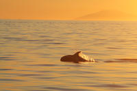 Crucero de avistamiento de ballenas con el sol de medianoche en Reykjavik Crucero de avistamiento de ballenas con el sol de medianoche en Reykjavik