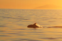 Reykjavik Whale Watching Cruise in the Midnight Sun