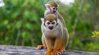 Monkeyland et safari Plantation au départ de La Romana Monkeyland et safari Plantation au départ de La Romana