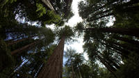 Combo Tour: Muir Woods and Sausalito and Wine Country
