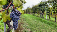 Half-Day Wine Country Tour