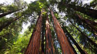 Muir Woods and Sausalito Tour Afternoon Tour