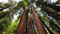 Muir Woods et Sausalito