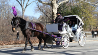 Paseo en coche de caballos por Central Park con fotógrafo profesional Paseo en coche de caballos por Central Park con fotógrafo profesional