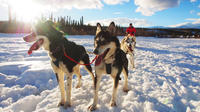 Yukon Traîneau à chiens Visite