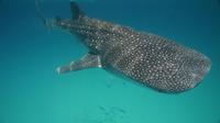 Whale Shark Adventure Tour