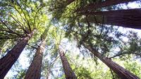 Muir Woods Tour of California Coastal Redwoods